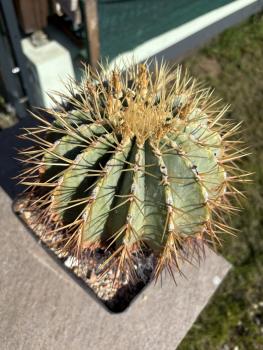 Preview: Ferocactus glaucescens
